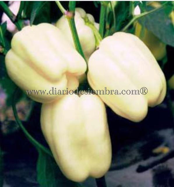 semillas-china-pimiento-mtpe036