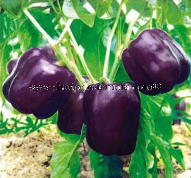 semillas-china-pimiento-mtpe038