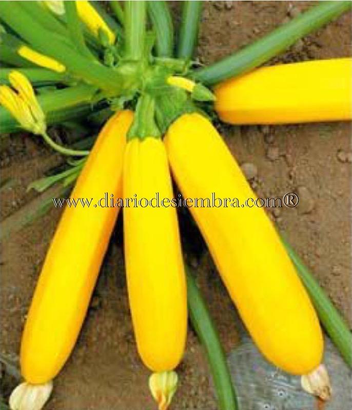 semillas-china-02-17