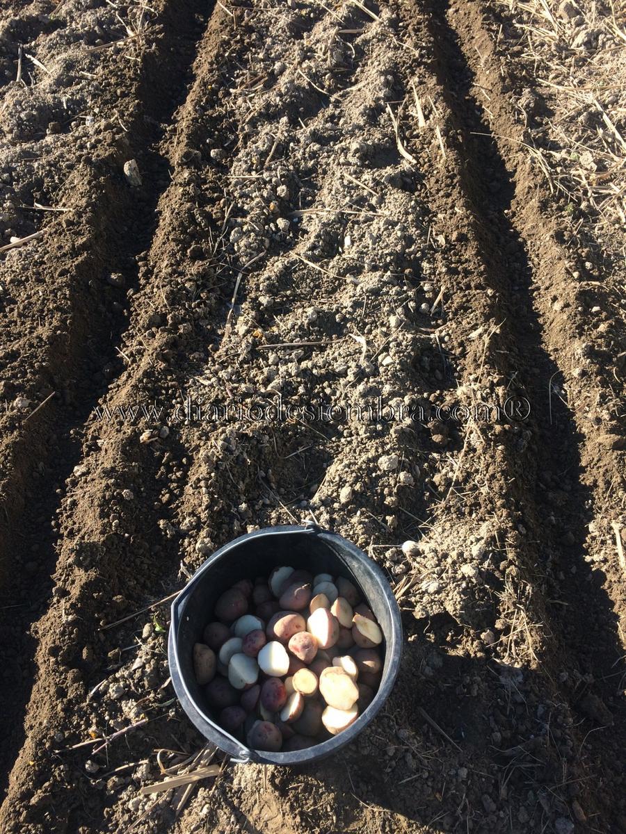 patatas-tempranas-cortadas-9-2-17