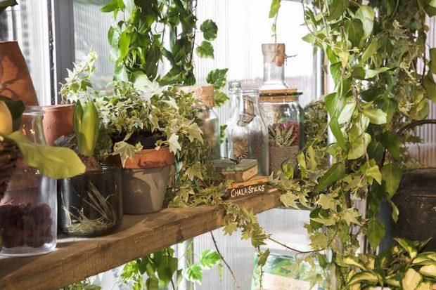 enredaderas decoracion+