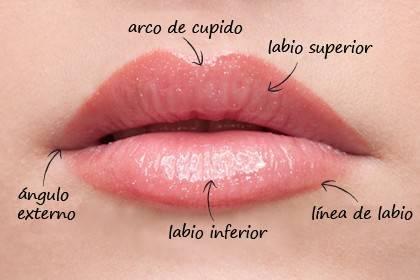 conociendo un poco más sobre los labios 1