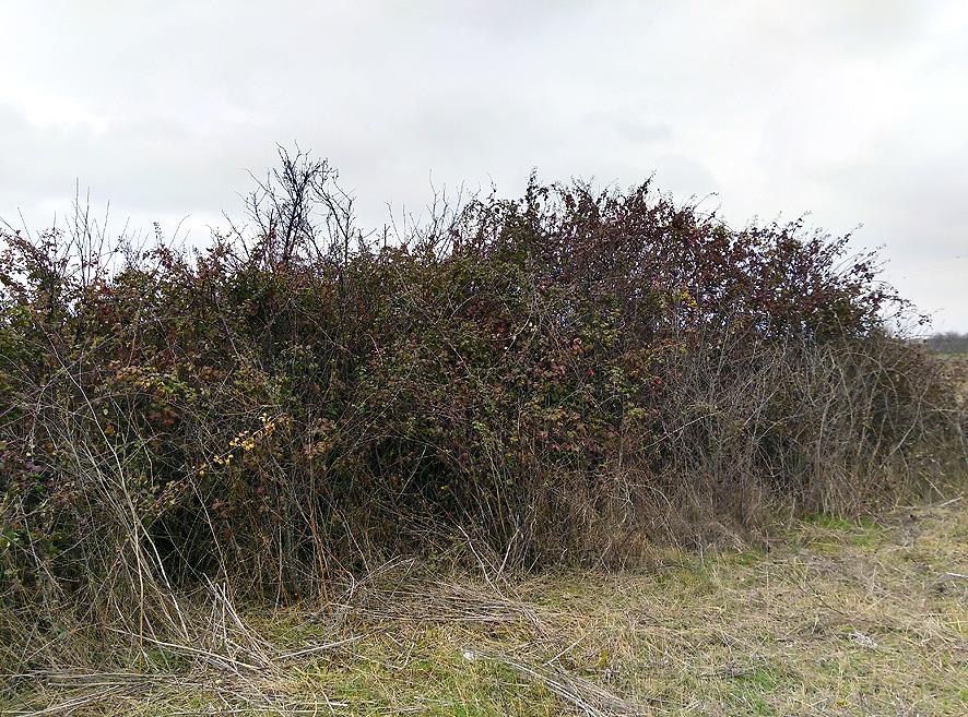 De huerto urbano a finca rústica