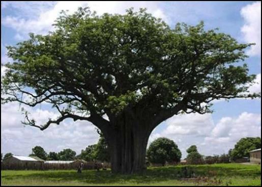 árbol de karité