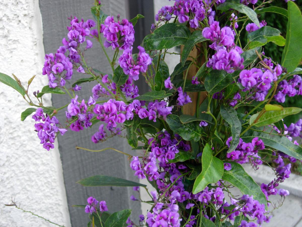 Hardenbergia violacea o Hardenbergia violeta