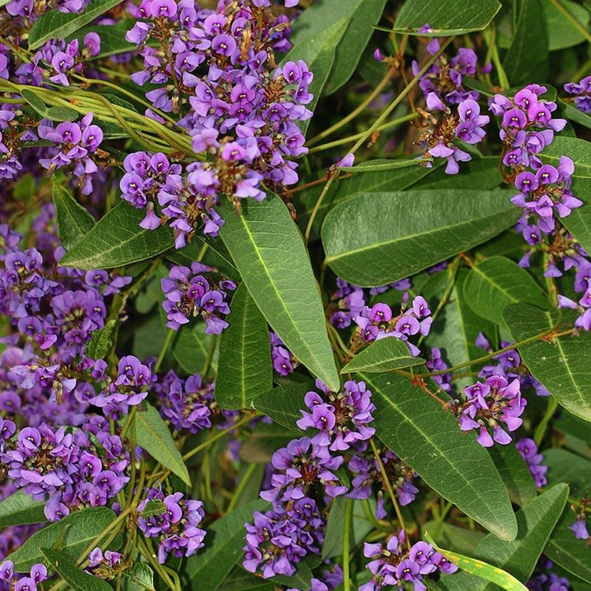 Hardenbergia violacea o Hardenbergia violeta