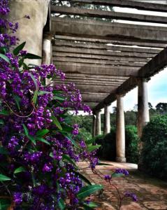 La Hardenbergia violacea o Hardenbergia violeta