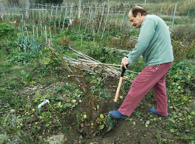 trasplantes huerto Portal Jardín