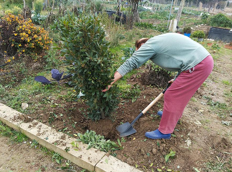 trasplantes huerto Portal Jardín