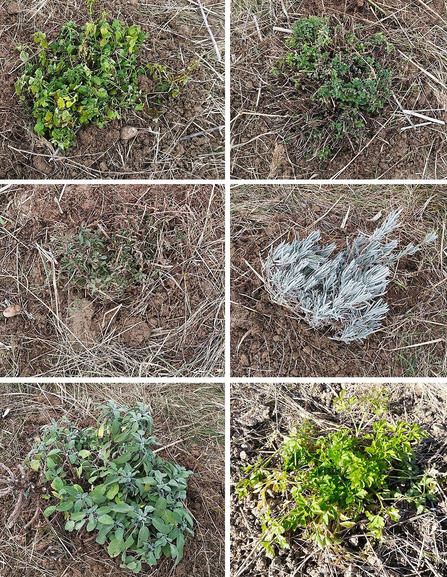 trasplantes huerto Portal Jardín