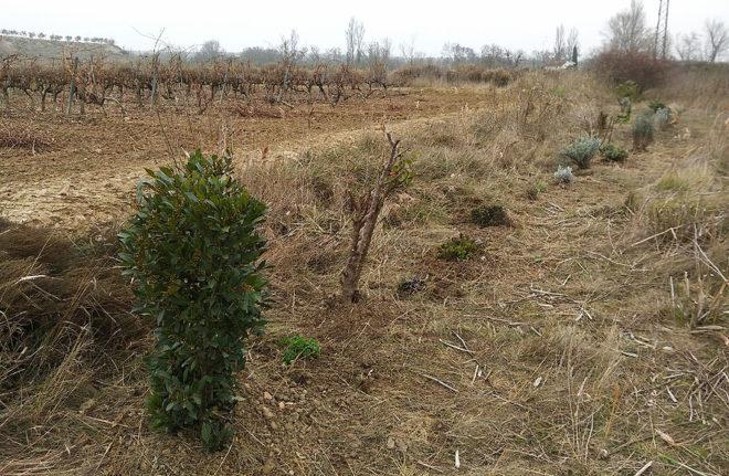 trasplantes huerto Portal Jardín
