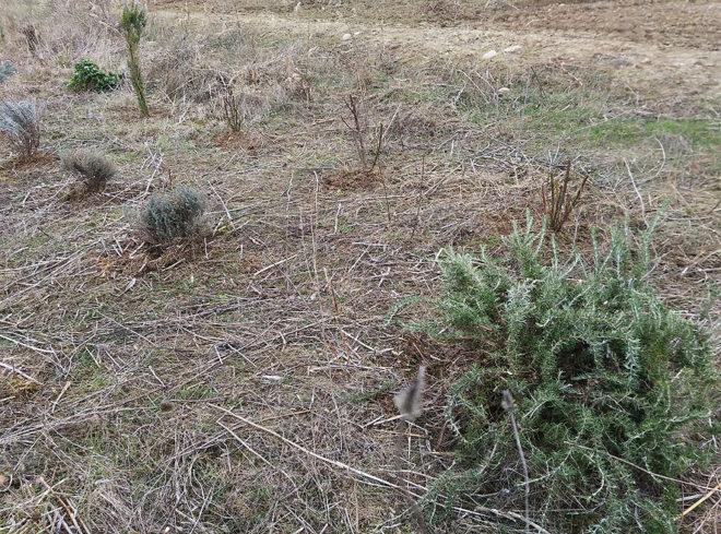 trasplantes huerto Portal Jardín