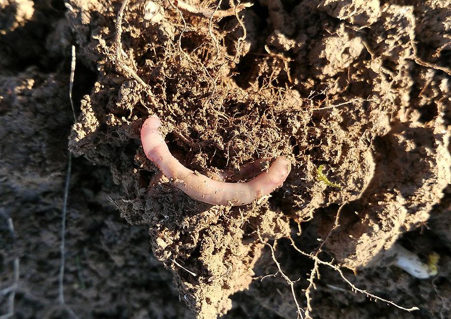 trasplantes huerto Portal Jardín