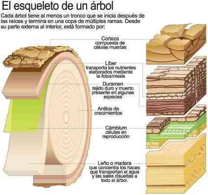 partes del tranco de arbol Blog la josa shop