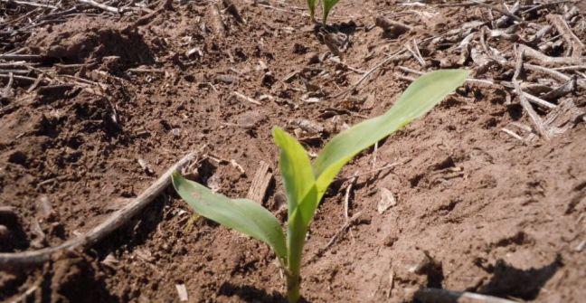 distancia siembra maiz