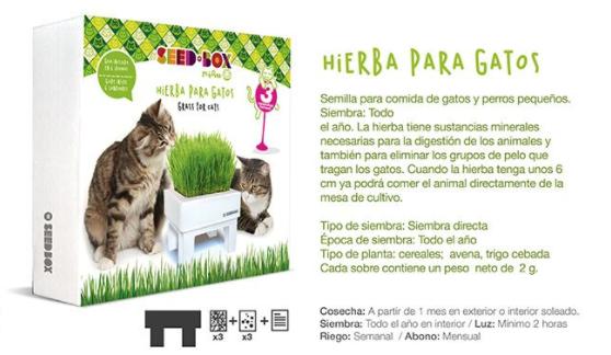 huerto urbano para gatos, hierba para gatos