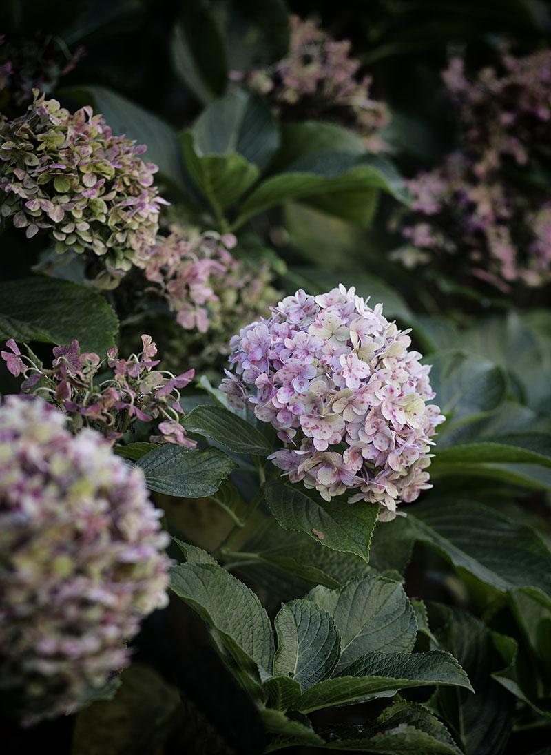 Escapada-San-Sebastian-Hotel-Villa-Soro-Exterior-flores-by-Maria-Algara-Regas