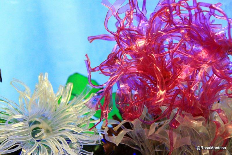 Ortigas y algas marinas con botellas de plástico