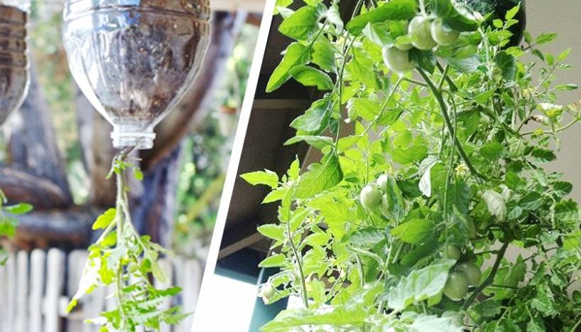 Cómo plantar tomates en colgantes | Plantas