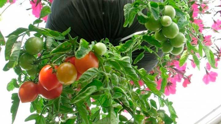 Cómo tomates botellas | Plantas