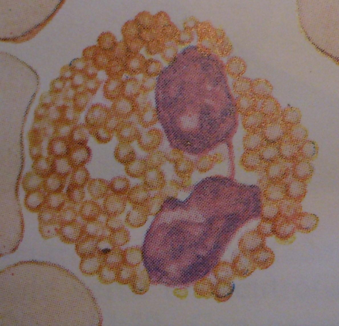 eosinófilos 041