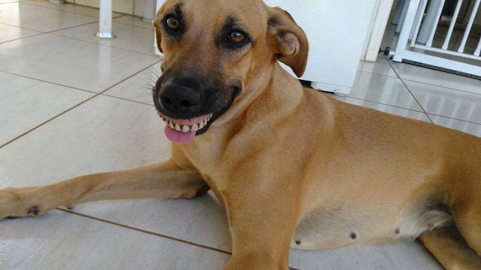 perro con dentadura postiza