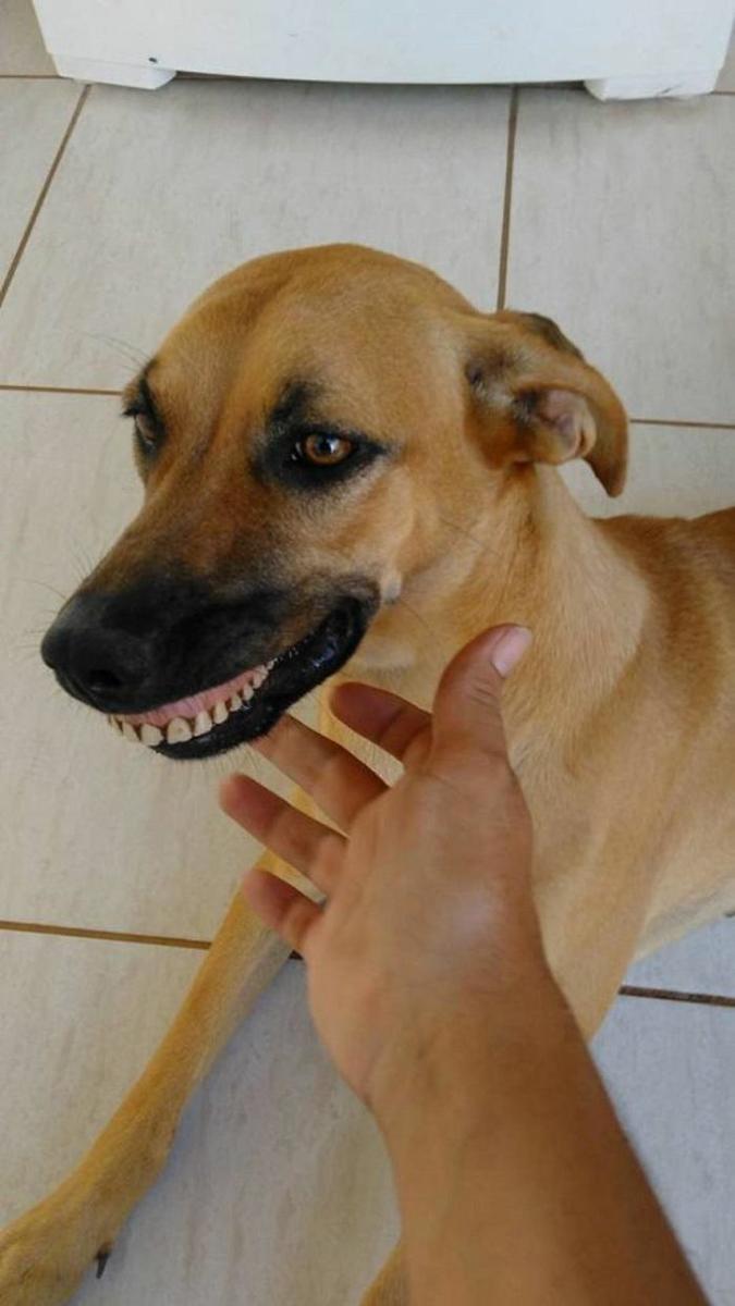 perro con dentadura