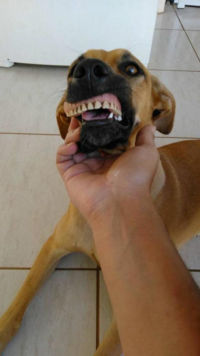 perros con dentadura