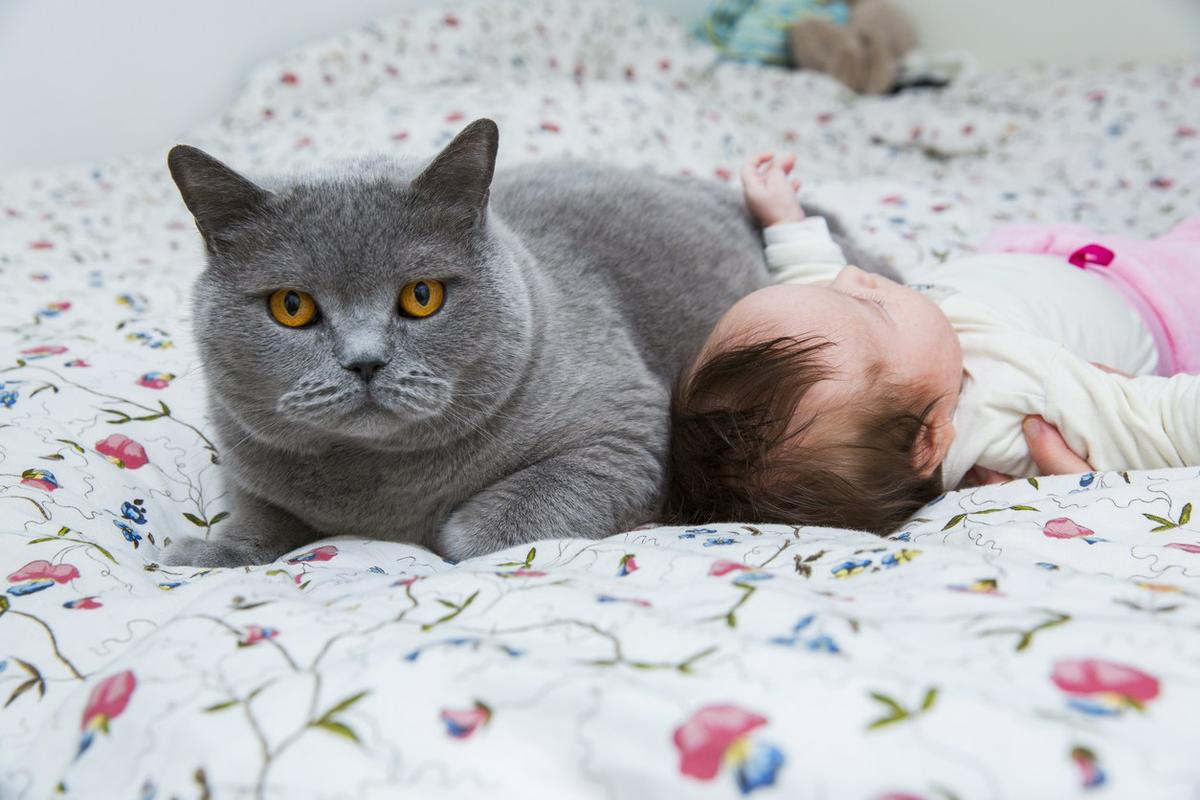 Convivencia gatos y bebés