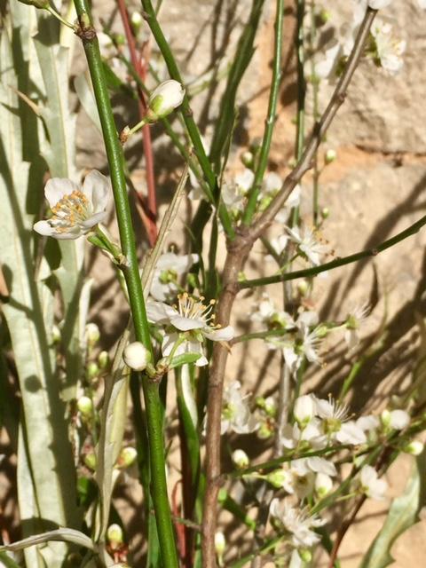El Ramo de flores de la Semana