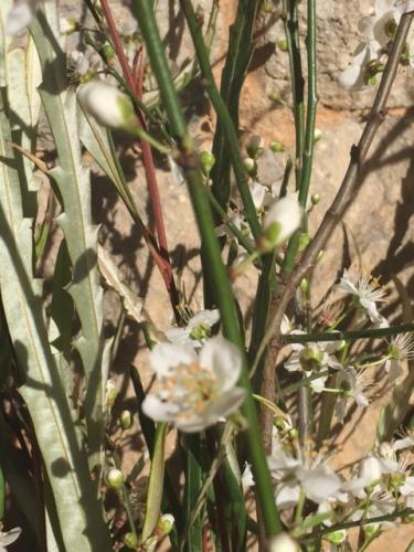 El Ramo de flores de la Semana