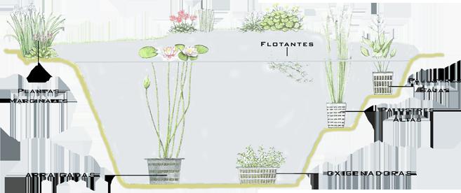 Resultado de imagen para estanque con diferentes profundidades