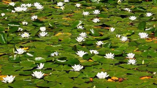 Nymphaea alba blanca