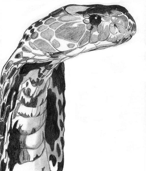 aprender a dibujar bien a lapiz 3