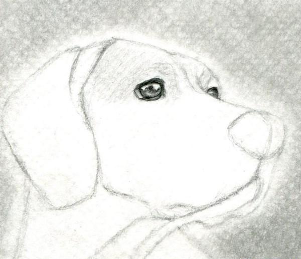 como aprender a dibujar animales domesticos a lapiz 5