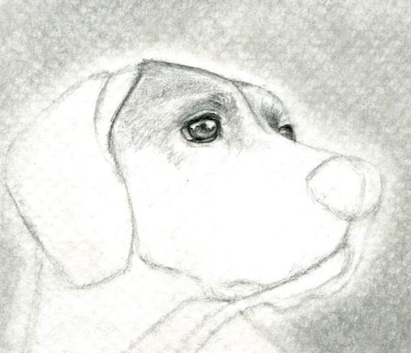 como aprender a dibujar animales domesticos a lapiz 6