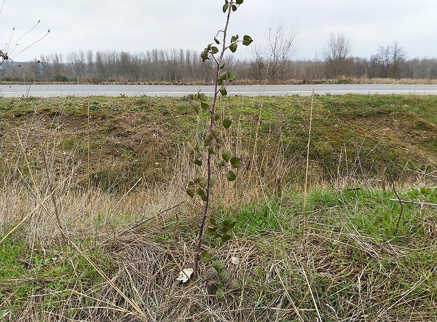vallado de zarzamora