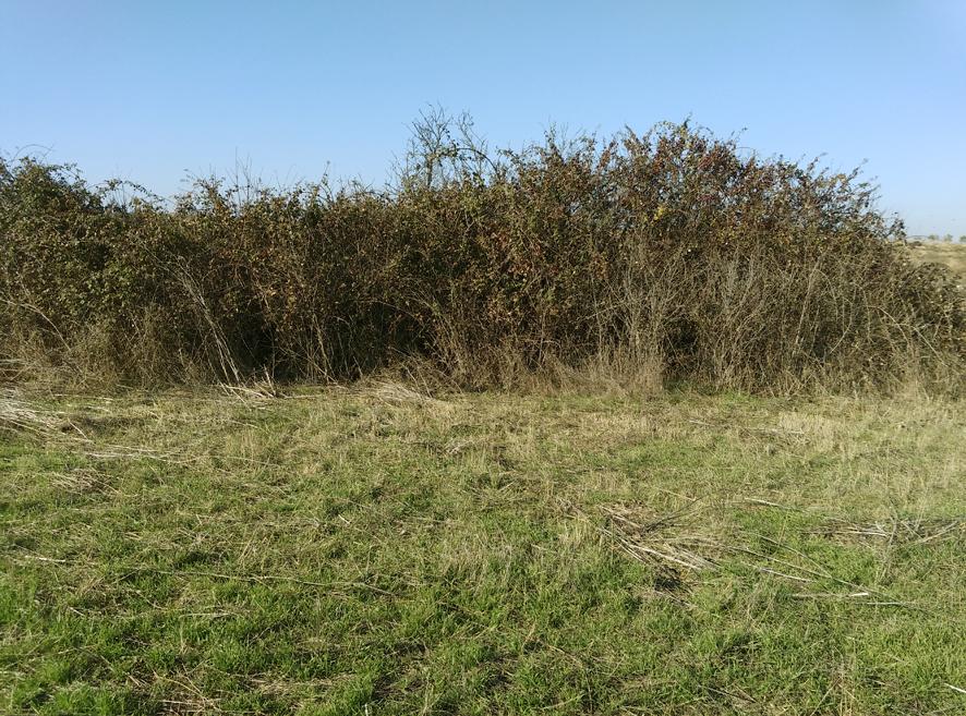 vallado de zarzamora