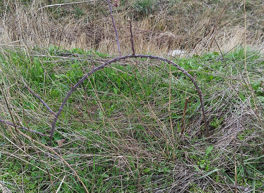 vallado de zarzamora