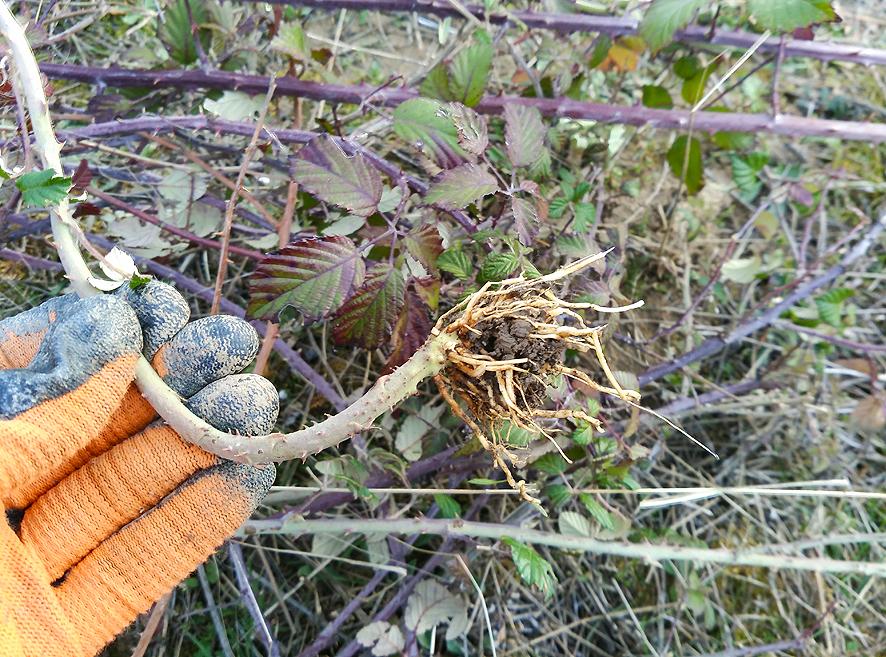 vallado de zarzamora