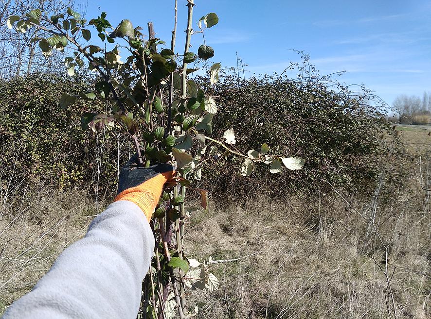 vallado de zarzamora