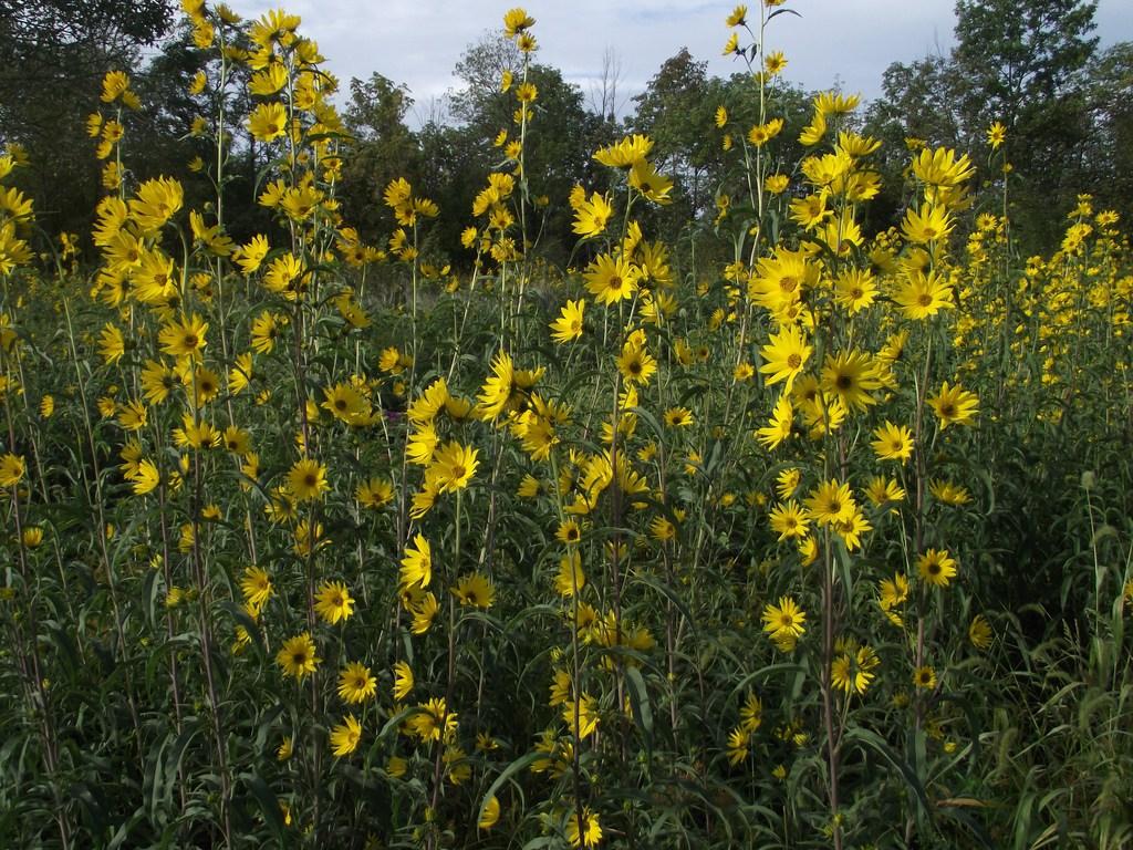 Cómo y por qué plantar girasol maximiliano en el huerto | Plantas