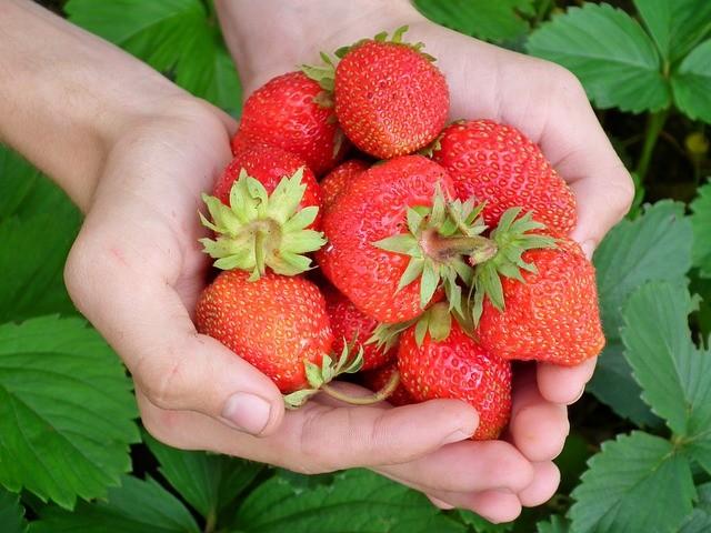 Puñados de fresas