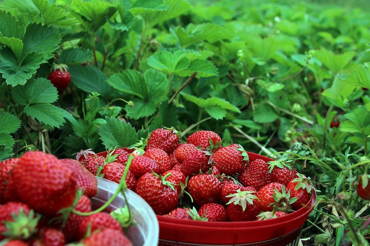 strawberries-1467902_1280