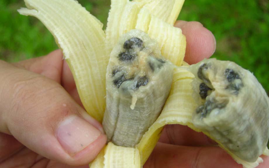 Resultado de imagen de banana panama disease