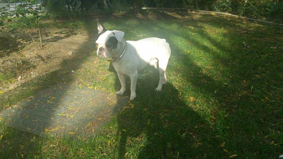 15380713_1222643687827805_2367298131303812791_n