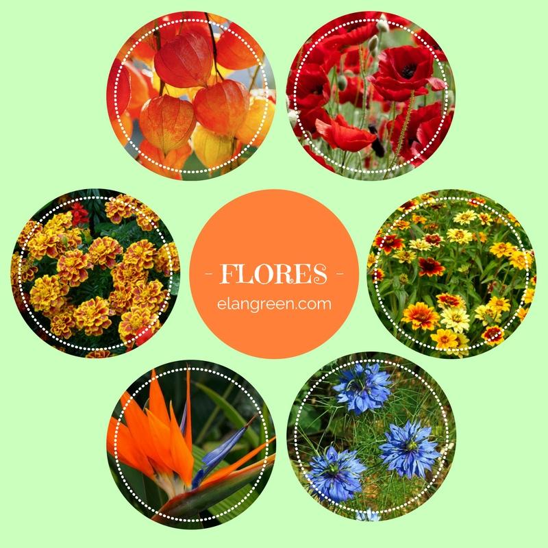 Te gustaría sembrar flores exóticas? | Plantas