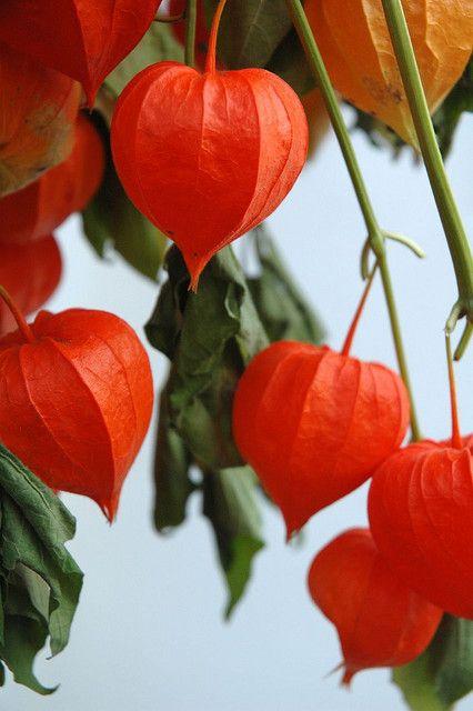 55f033a264492207e3a96a4ecd792147