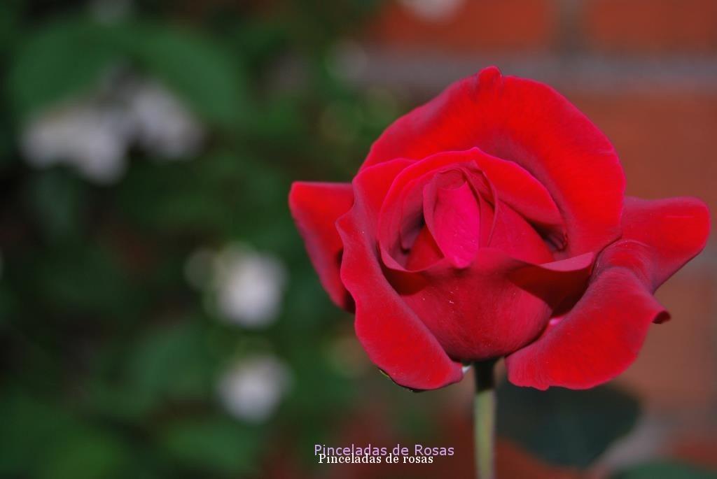 Rosa de mi jardín!