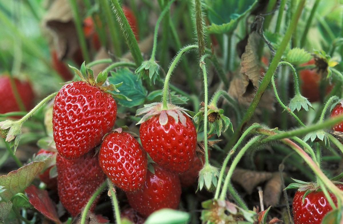 fresh-strawberries-1813412_1280